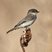 Eastern Phoebe